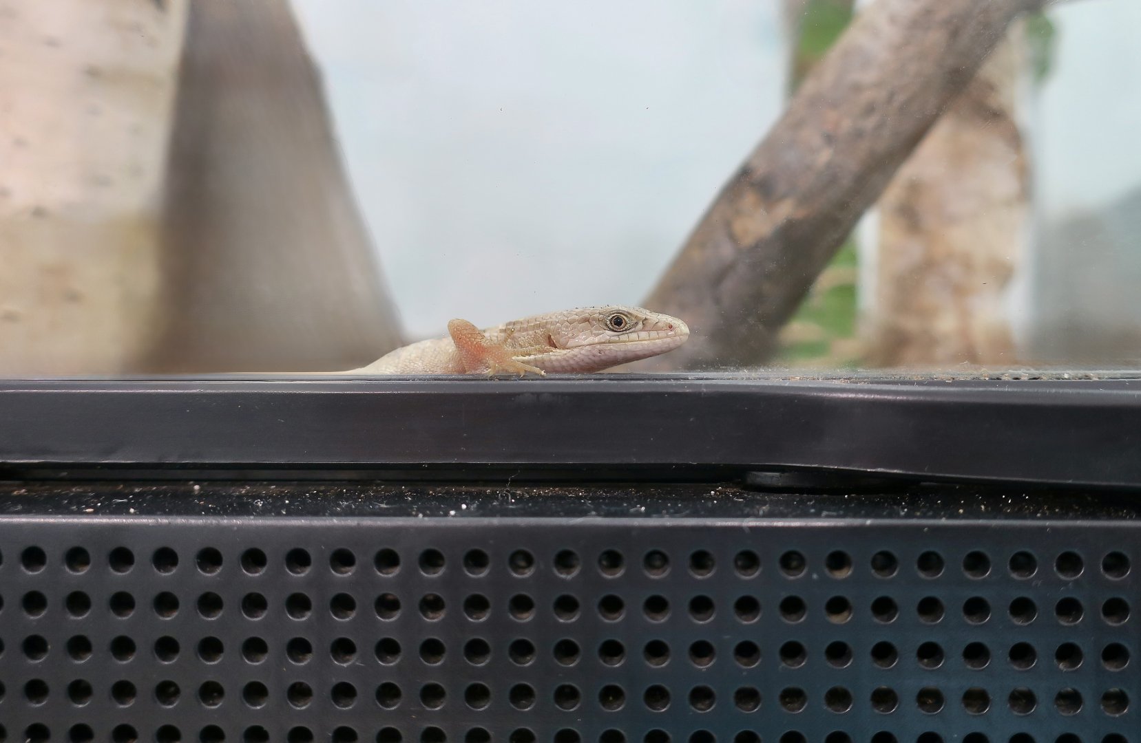 The Gecko Gallery - Southern Alligator Lizard (Elgaria multicarinata) young