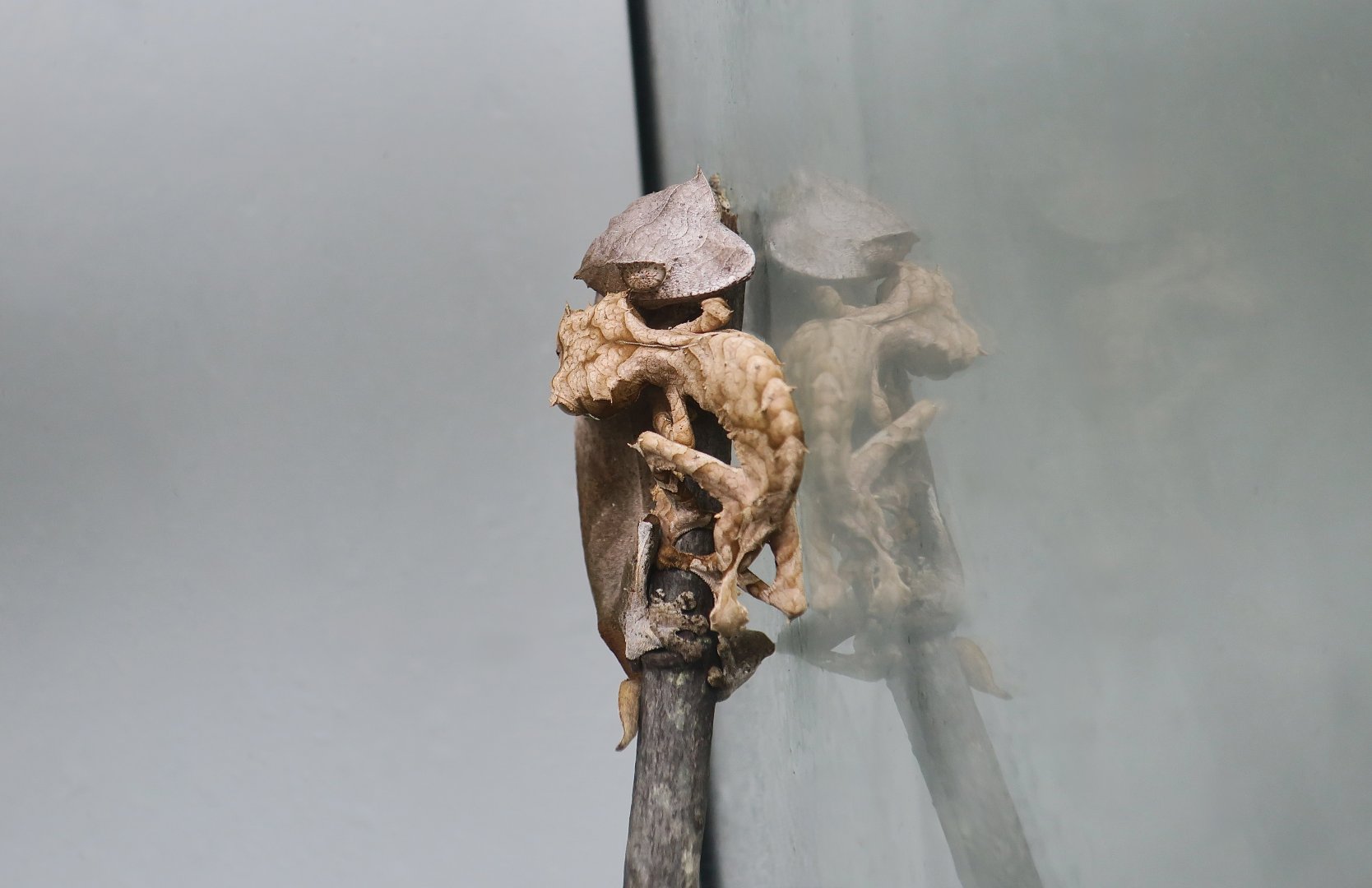 The Gecko Gallery - Spearpoint Leaf-Tailed Gecko (Uroplatus ebenaui)
