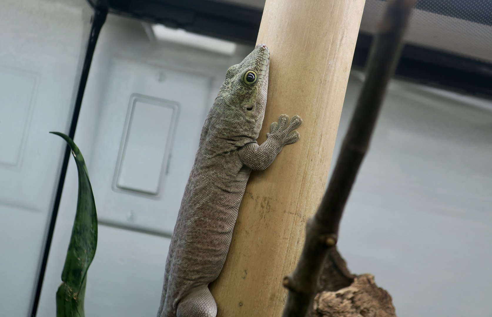 The Gecko Gallery - Standing's Day Gecko (Phelsuma standingi)