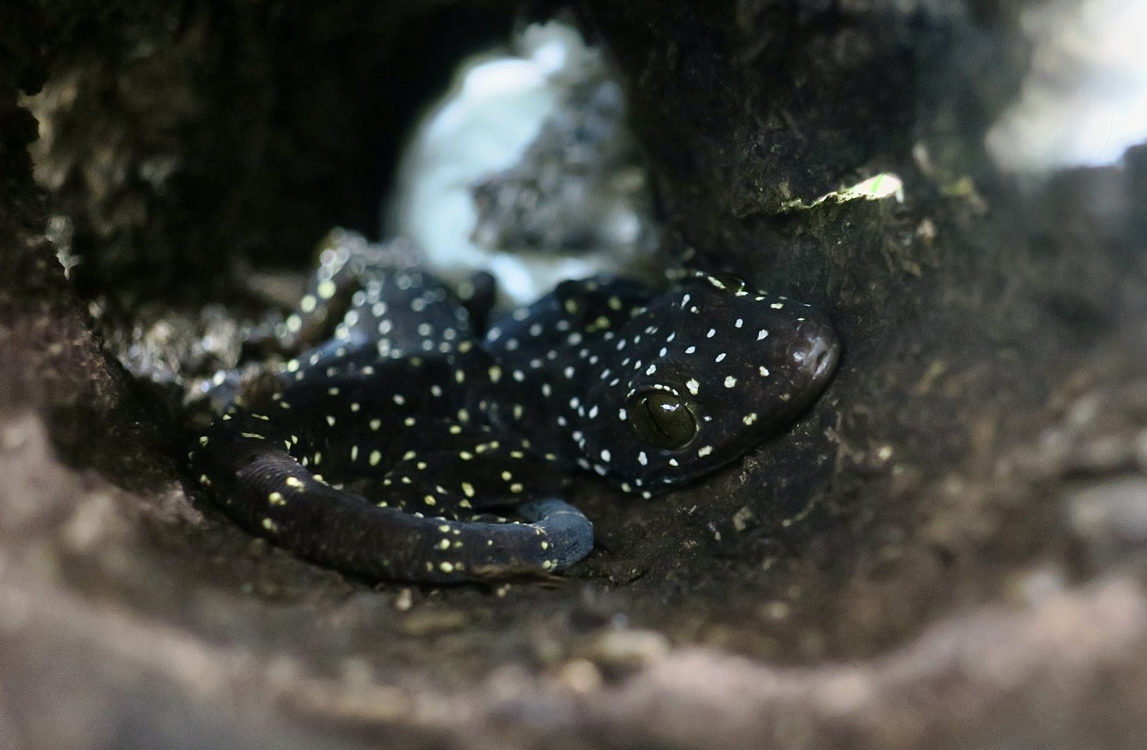 The Gecko Gallery - Starry Tokay Gecko (Gekko pradapdao)