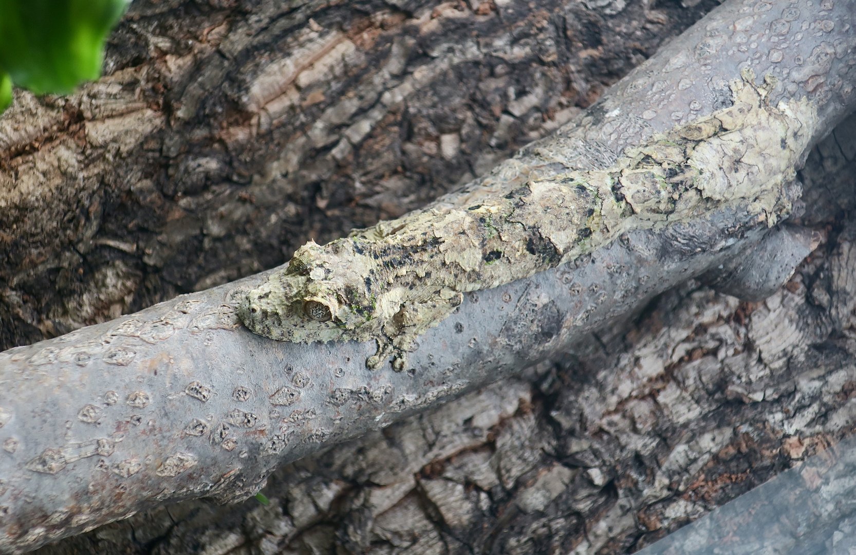 The Gecko Gallery - Super Mossy Leaf-Tailed Gecko (Uroplatus sameiti)