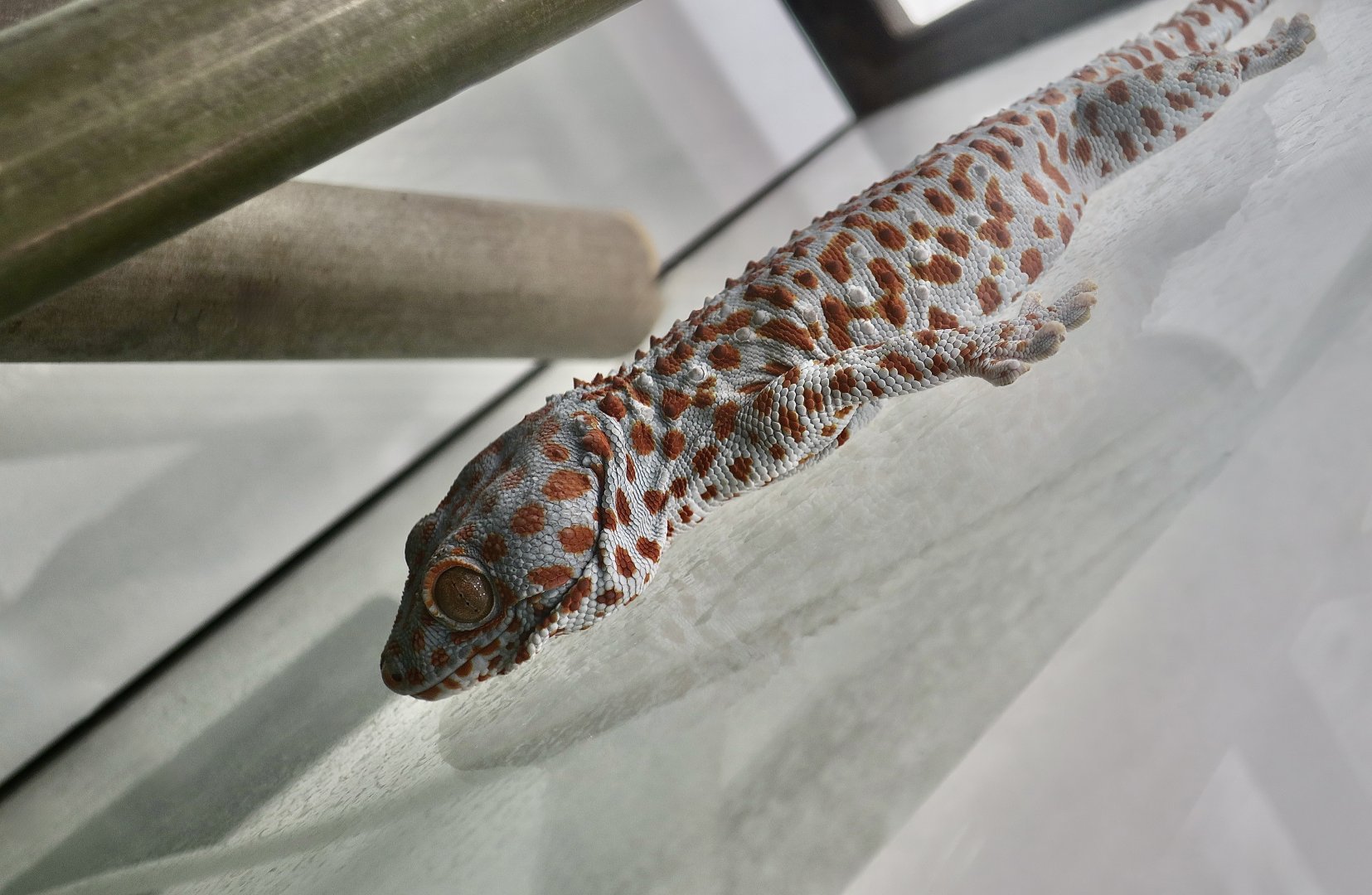 The Gecko Gallery - Tokay Gecko (Gekko gecko)