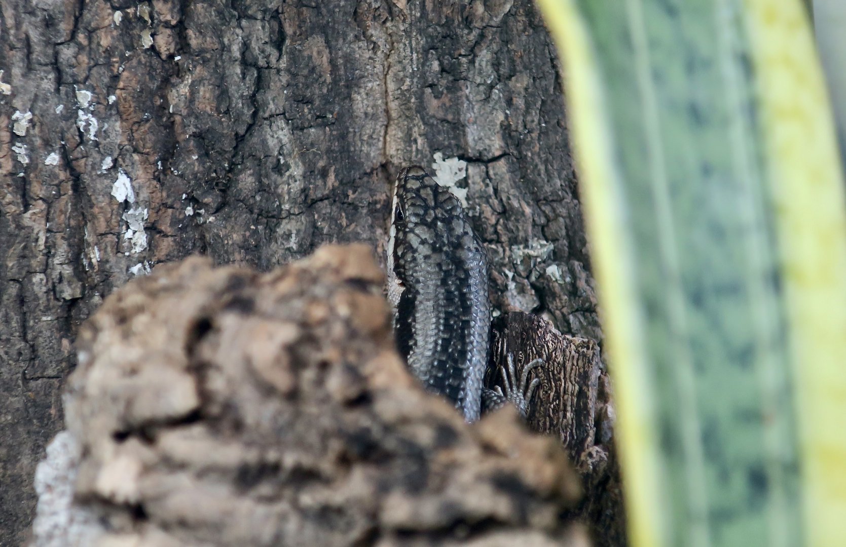 The Gecko Gallery - Tree-Crevice Skink (Egernia striolata)
