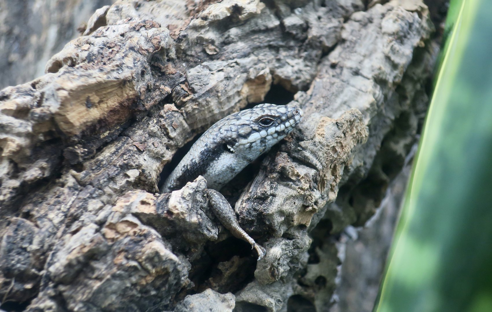The Gecko Gallery - Tree-Crevice Skink (Egernia striolata)