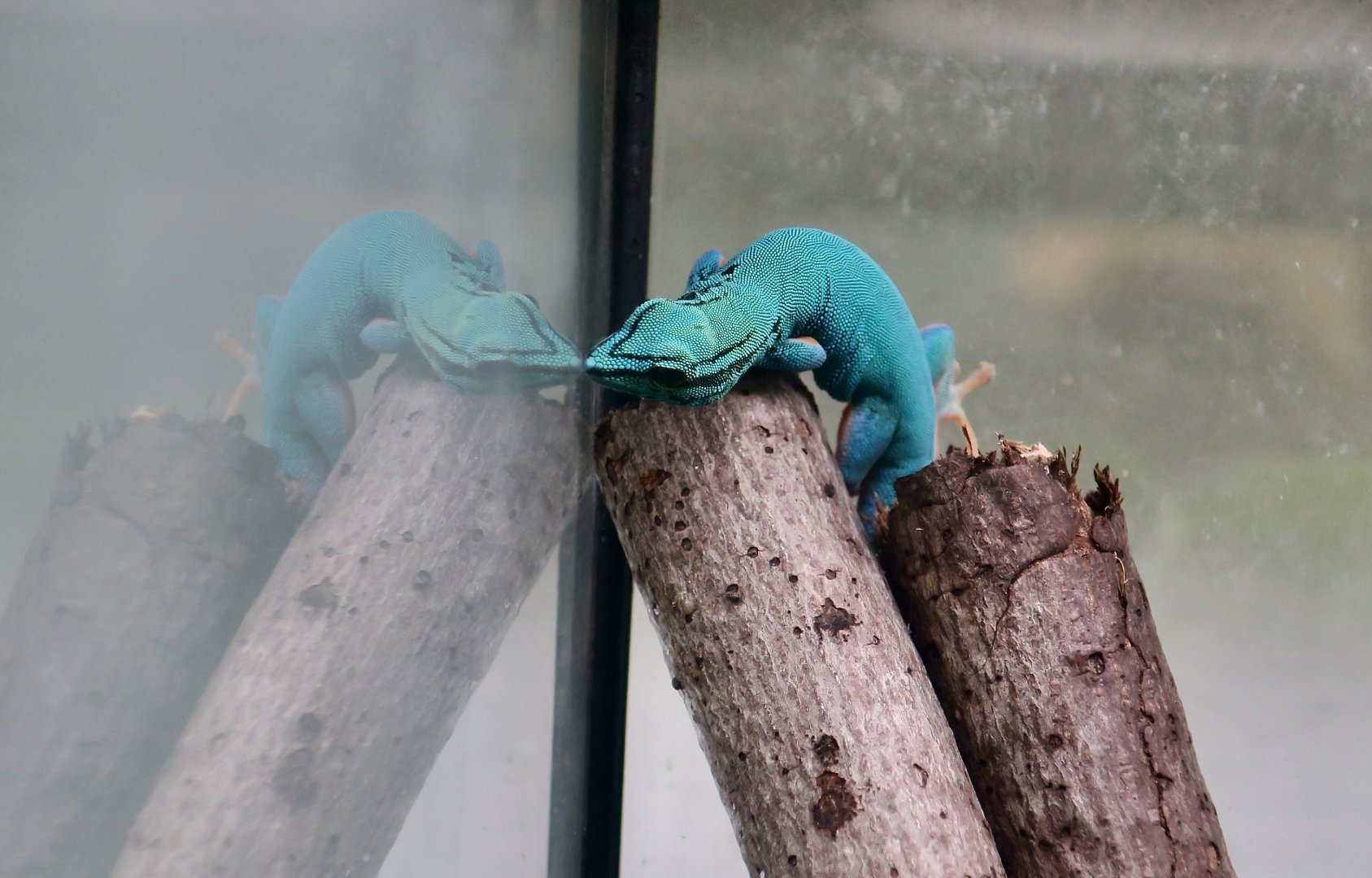 The Gecko Gallery - Turquoise Dwarf Gecko (Lygodactylus williamsi) male