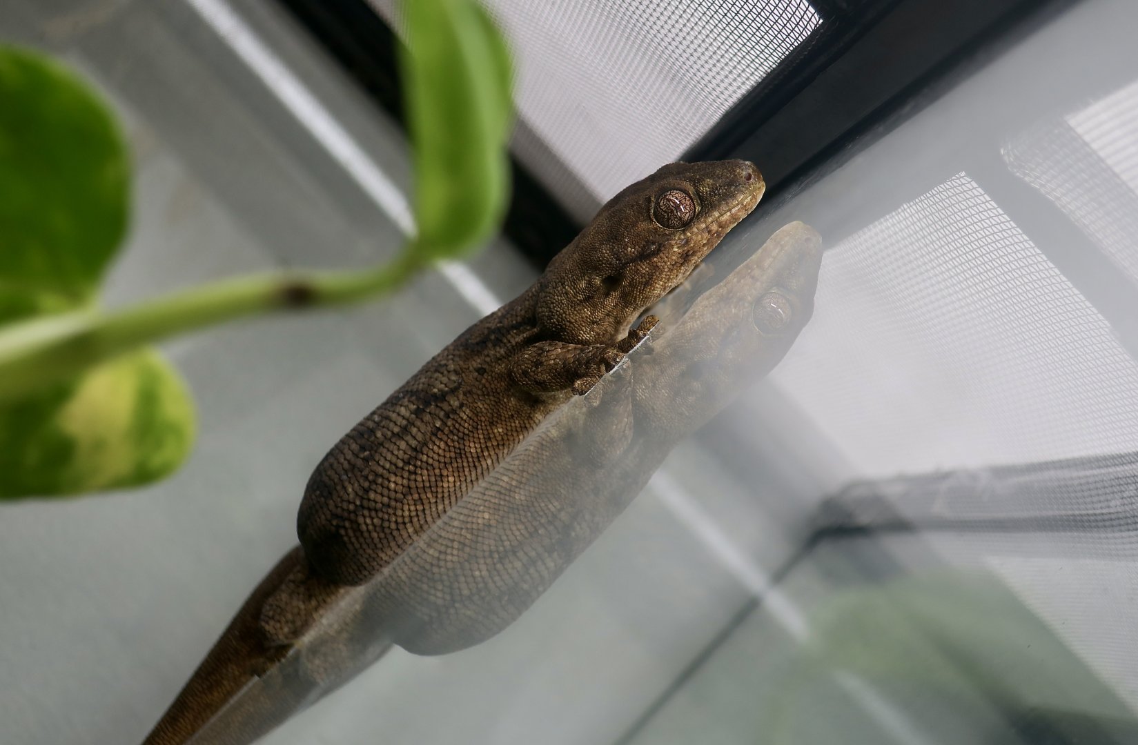 The Gecko Gallery - Wahlberg's Velvet Gecko (Homopholis wahlbergii)