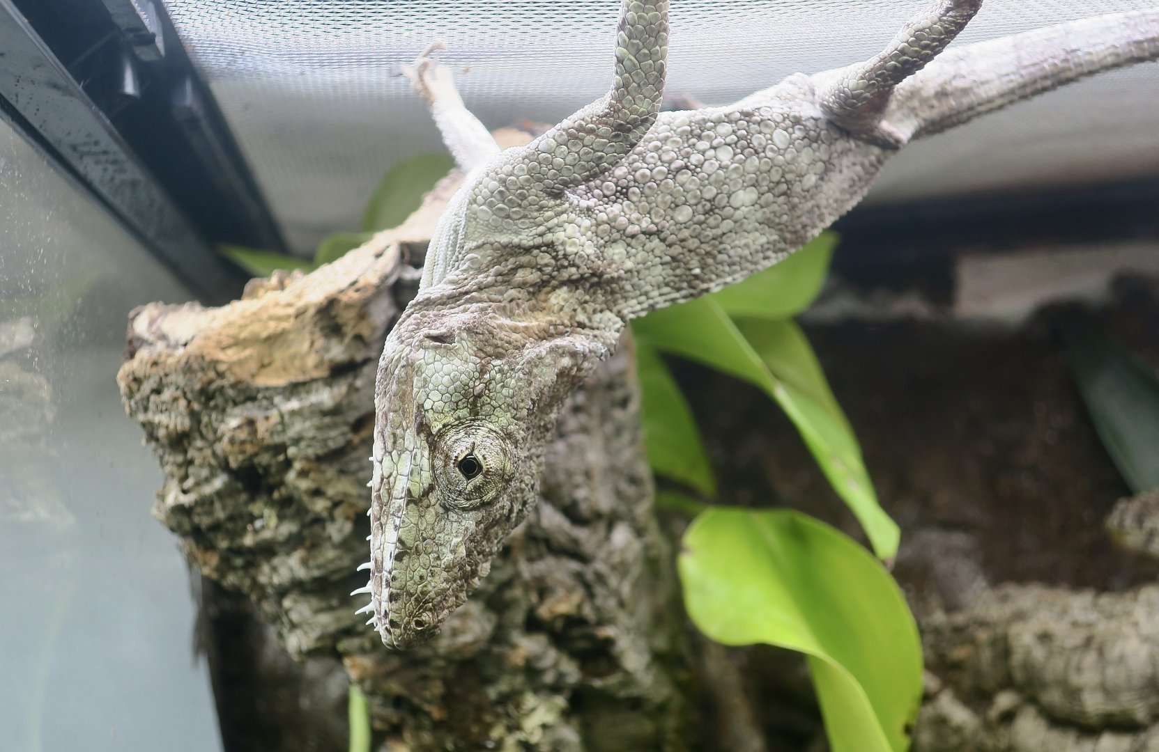 The Gecko Gallery - Western Bearded Anole (Anolis barbatus)
