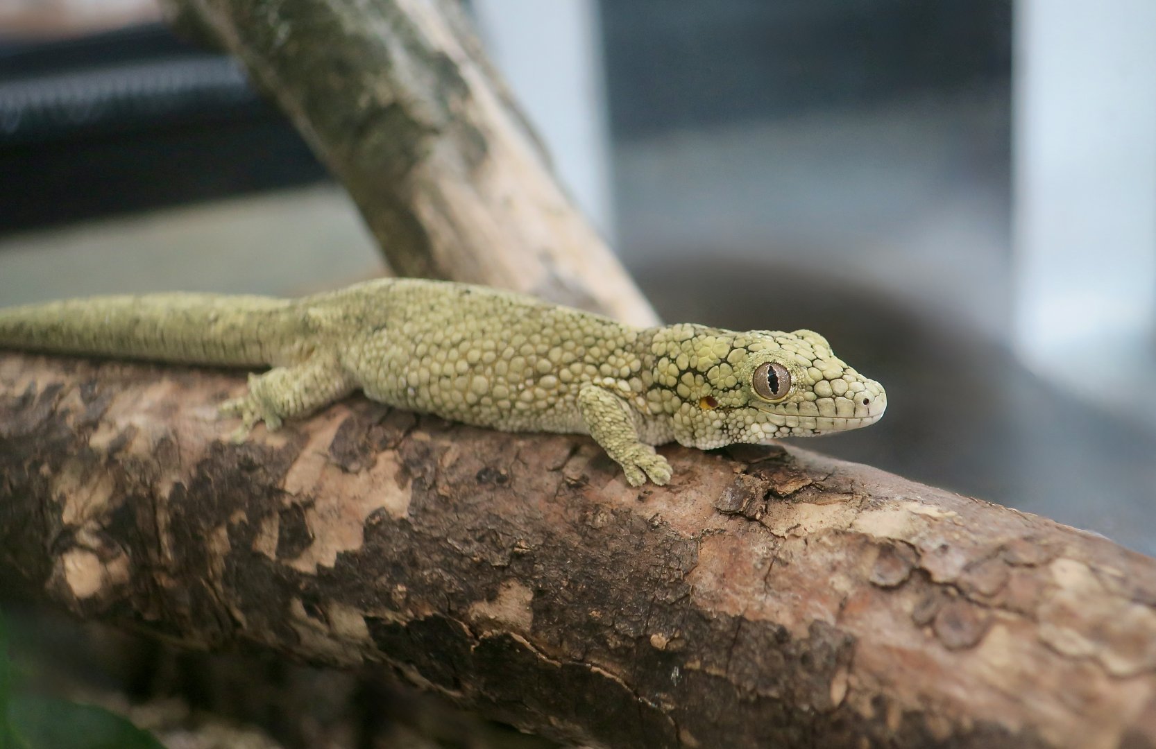 The Gecko Gallery - Western Chameleon Gecko (Eurydactylodes occidentalis)