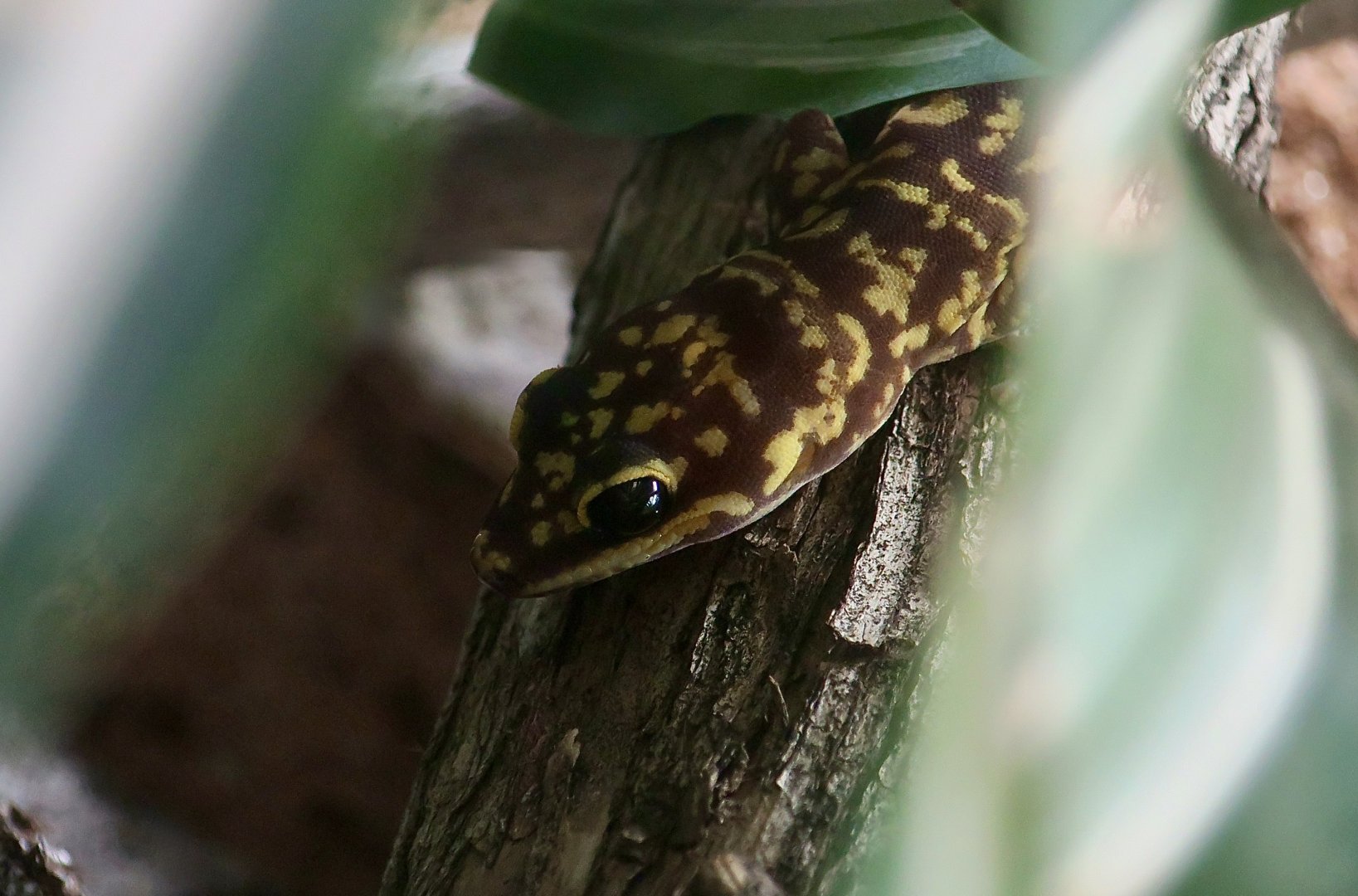 The Gecko Gallery - Western Marbled Velvet Gecko (Oedura fimbria)