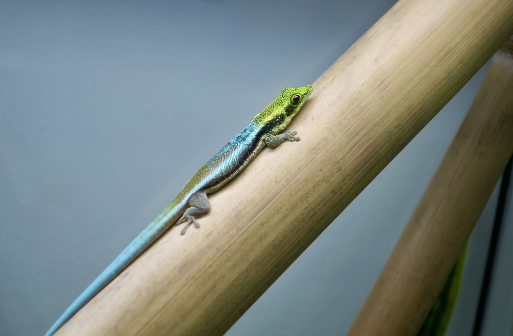 The Gecko Gallery - Yellow-Headed Day Gecko (Phelsuma klemmeri)