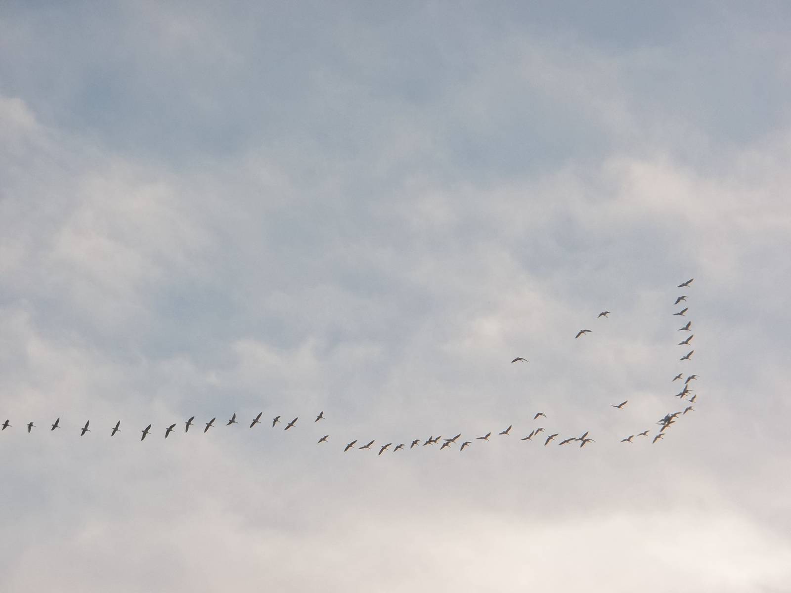 The geese are still flying over Sewerby, 9th November 2014
