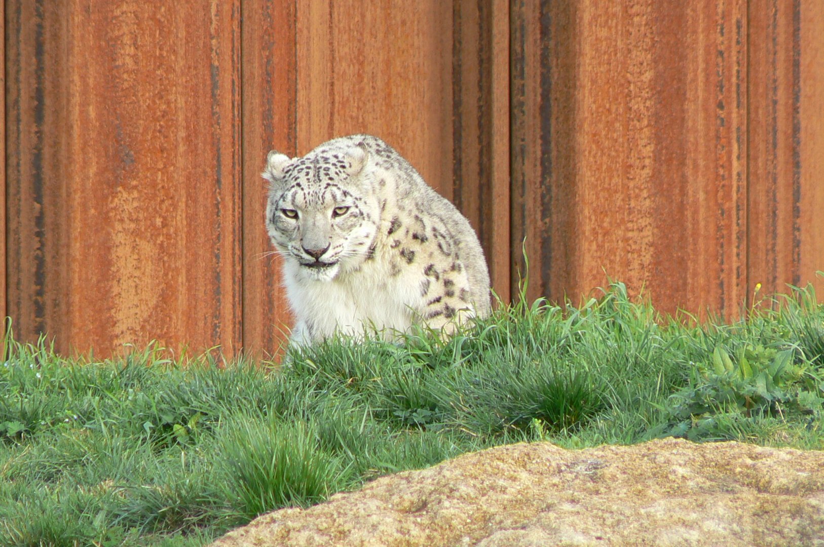 The ghosts of the Himalayas - Snow leopard
