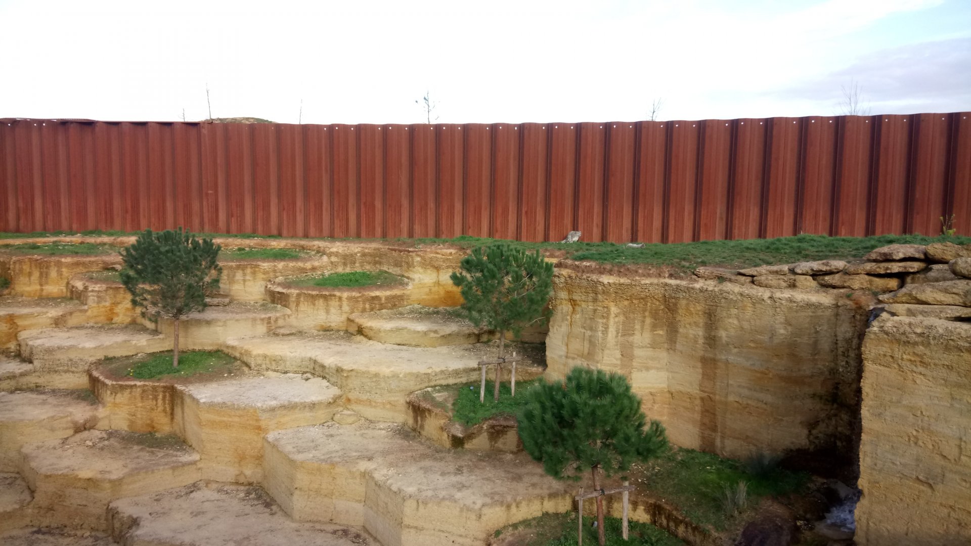 The ghosts of the Himalayas - Snow leopards enclosure