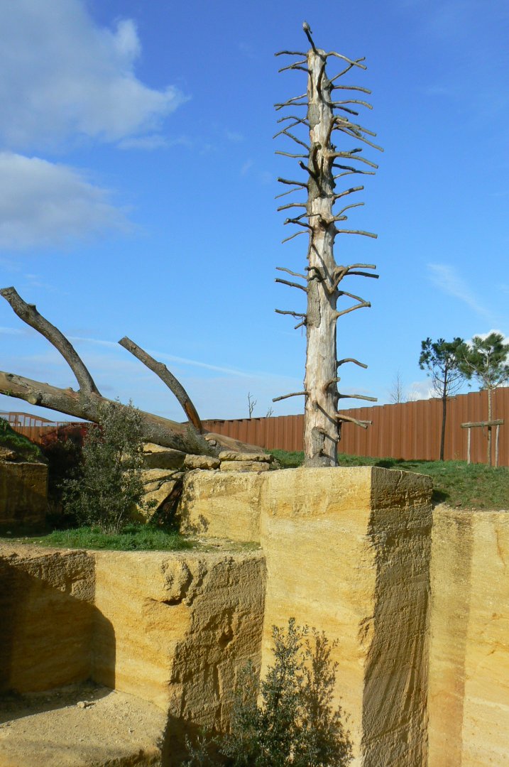 The ghosts of the Himalayas - Snow leopards enclsoure