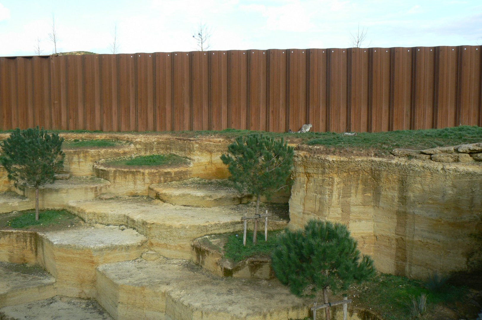 The ghosts of the Himalayas - Snow leopards enclsoure