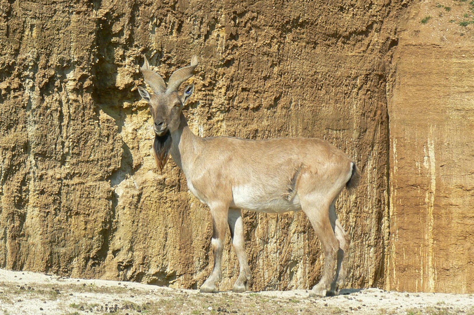 The ghosts of the Himalya - Tajik markhor