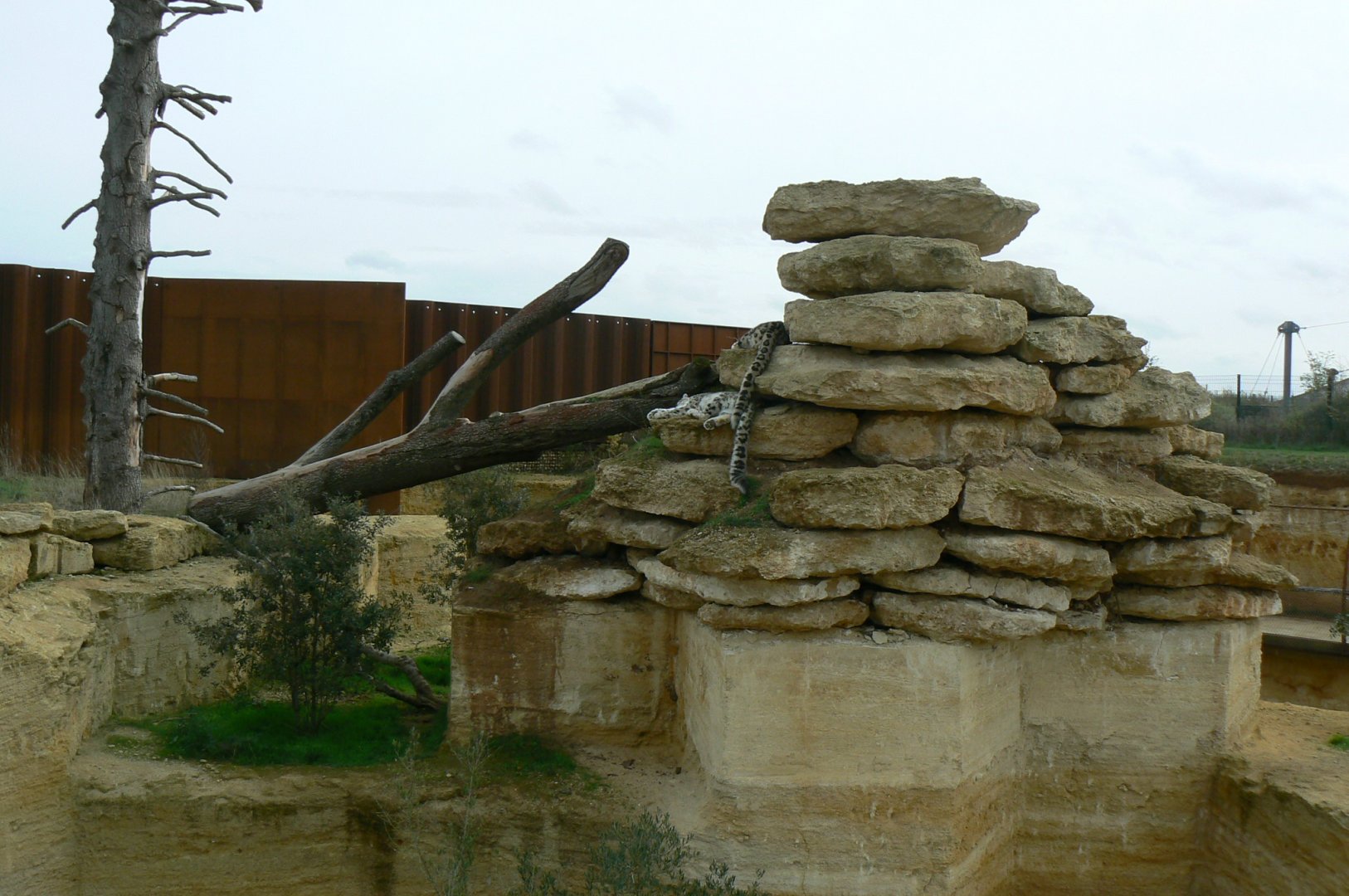 The ghosts of the Himalyas - Snow leopards enclosure