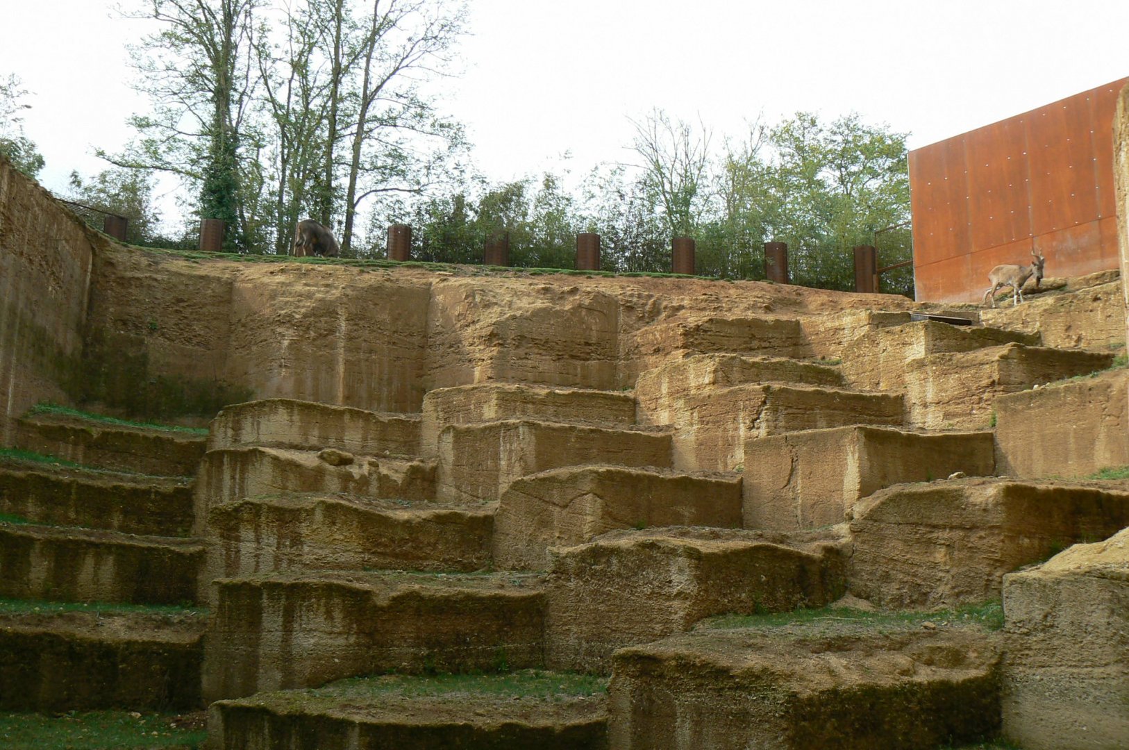 The ghosts of the Himalyas - Tajik markhors and himalyan tahrs exhibit