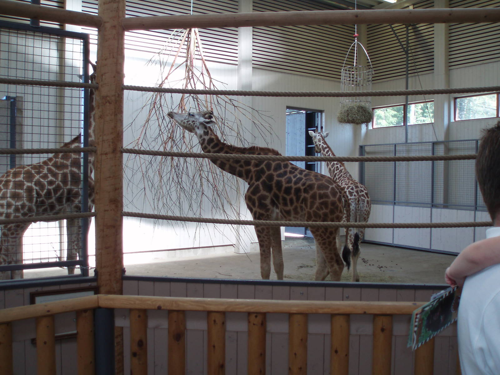 The Giraff house