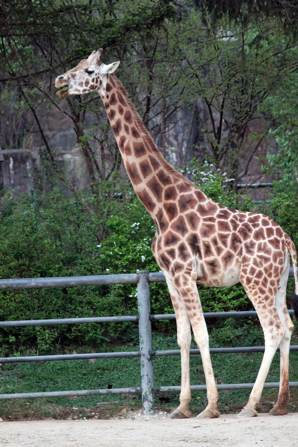 The giraffe which is older.