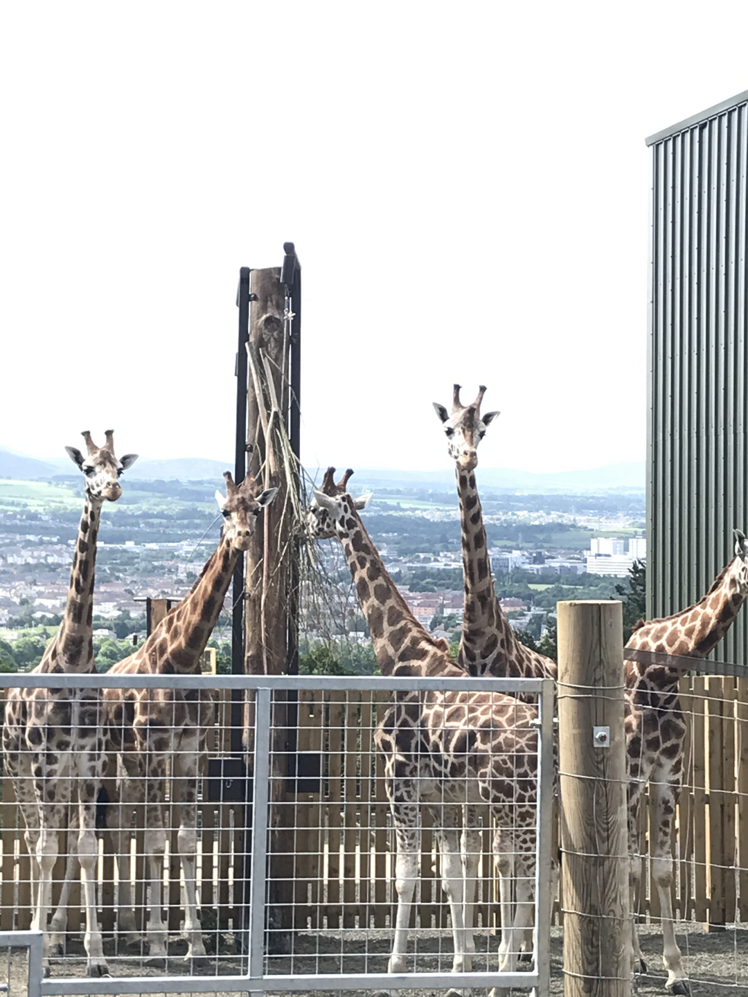 The giraffes