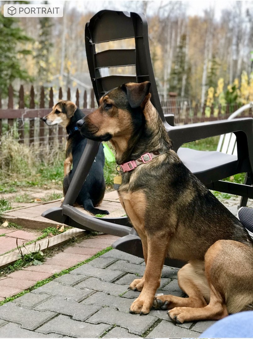 The Girls.  Molly and Pooka.