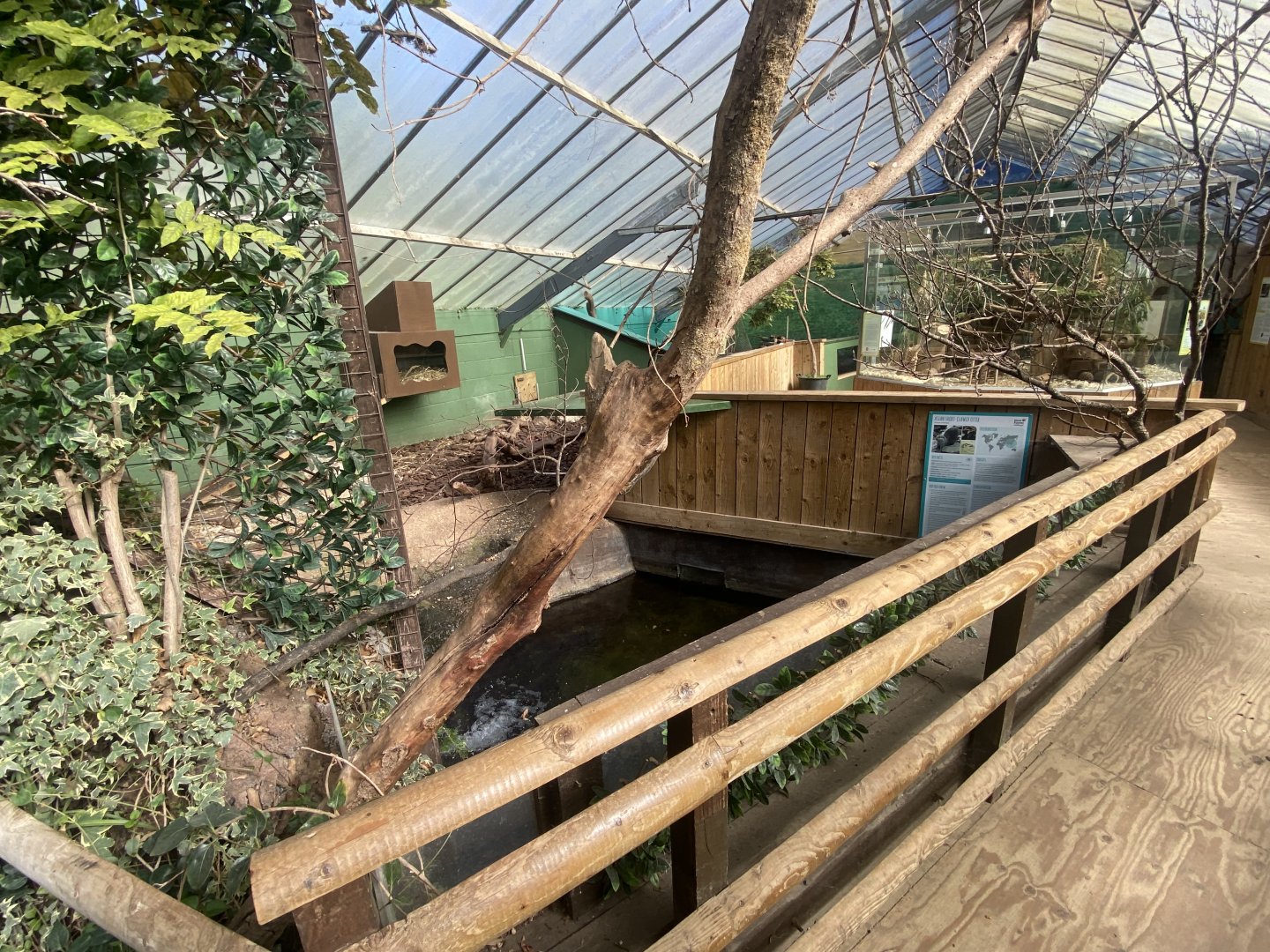 The Glass House - Asian small-clawed otter indoors 130924