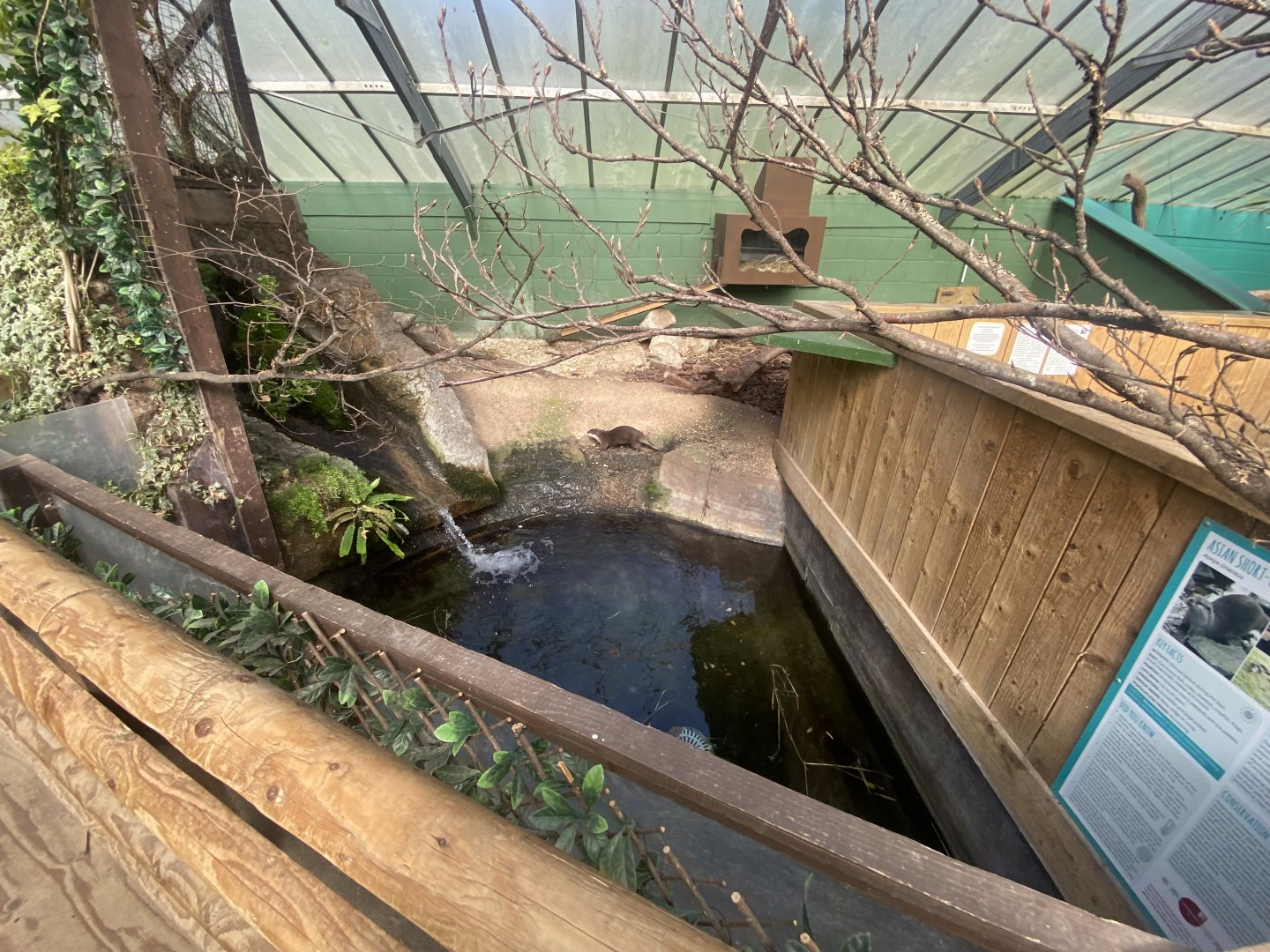 The Glass House - Asian small-clawed otter indoors 130924