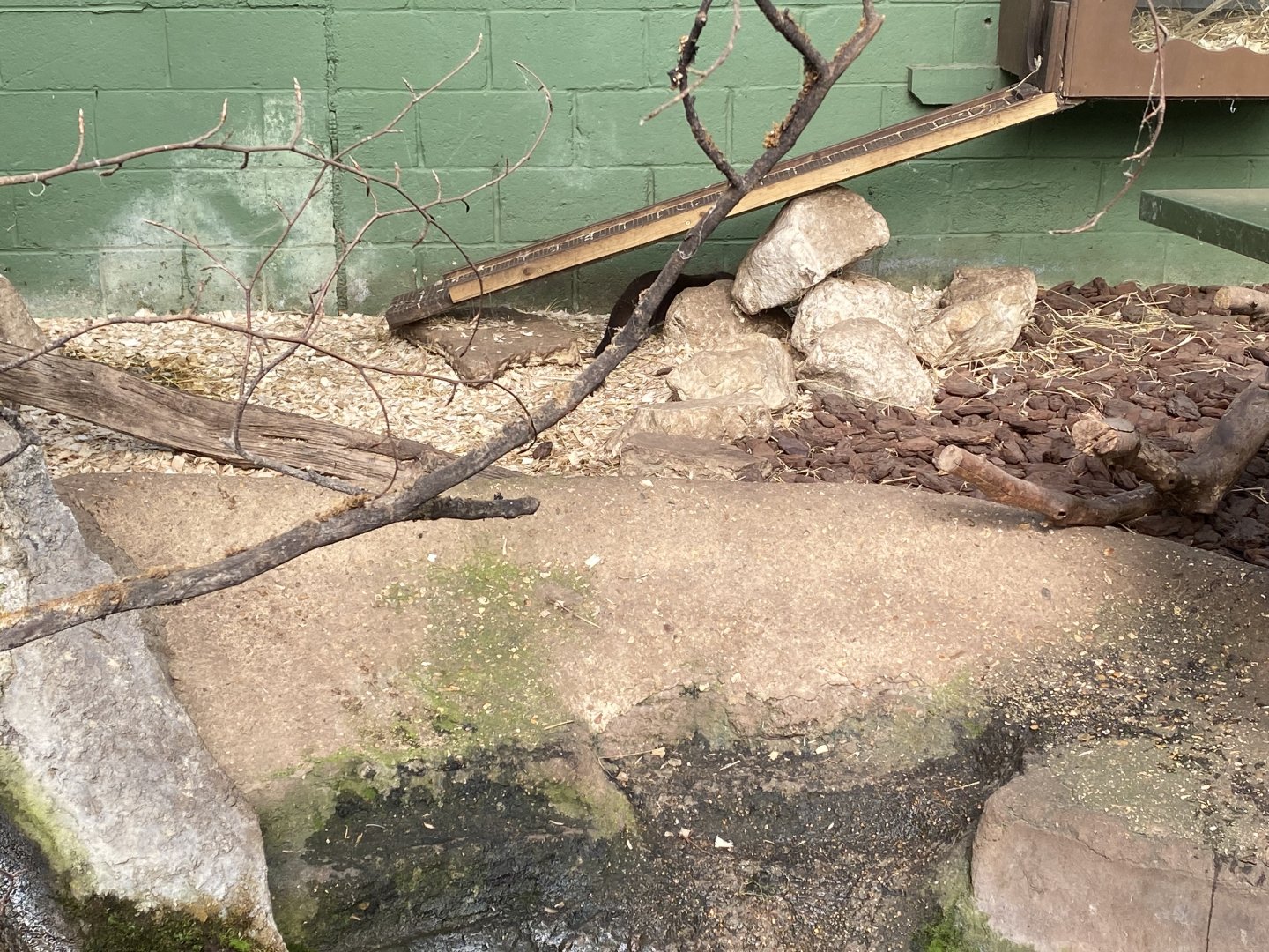 The Glass House - Asian small-clawed otter indoors 130924