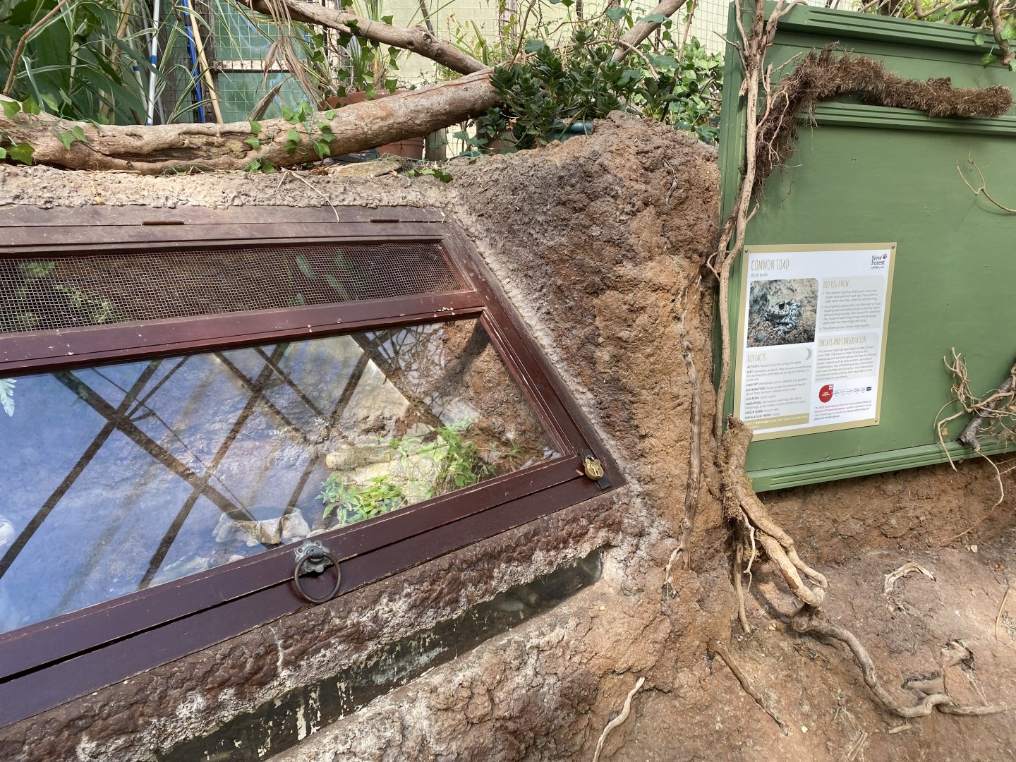 The Glass House - Common toad exhibit 130924