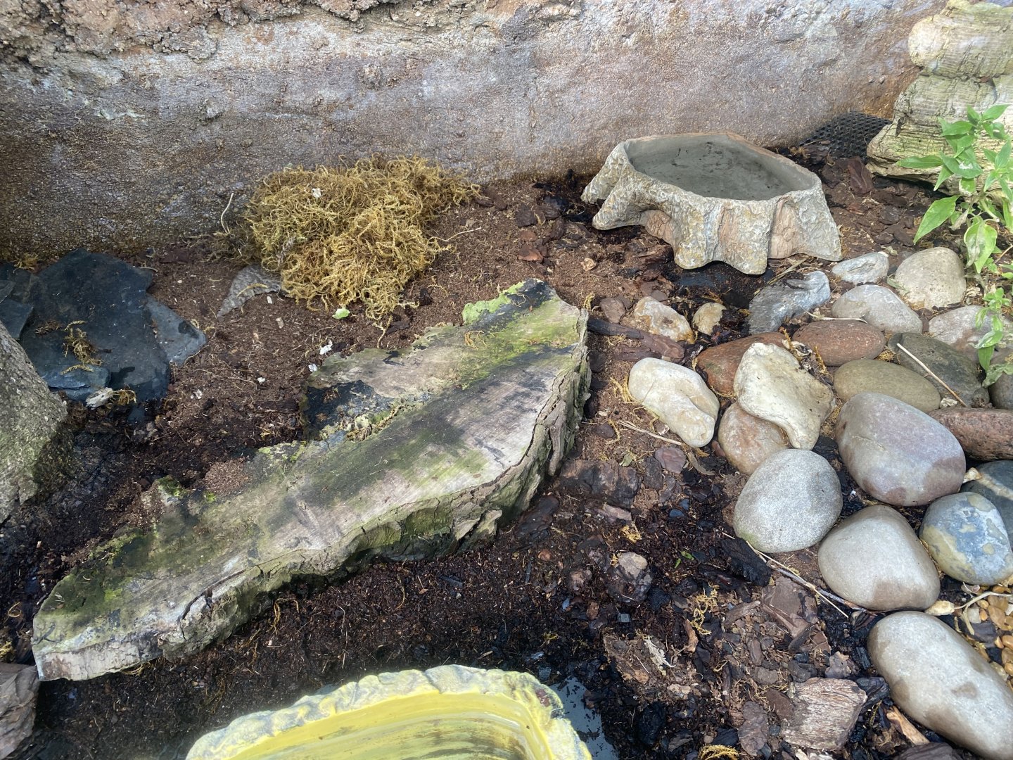 The Glass House - Common toad exhibit 130924