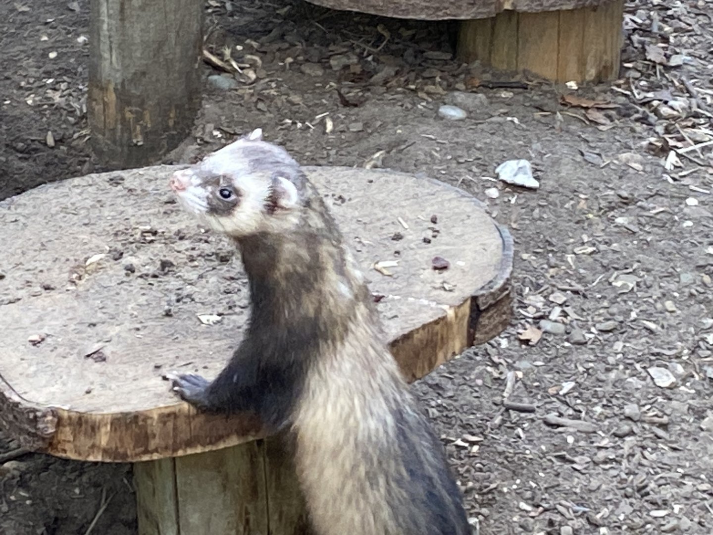 The Glass House - Domestic ferret 130924