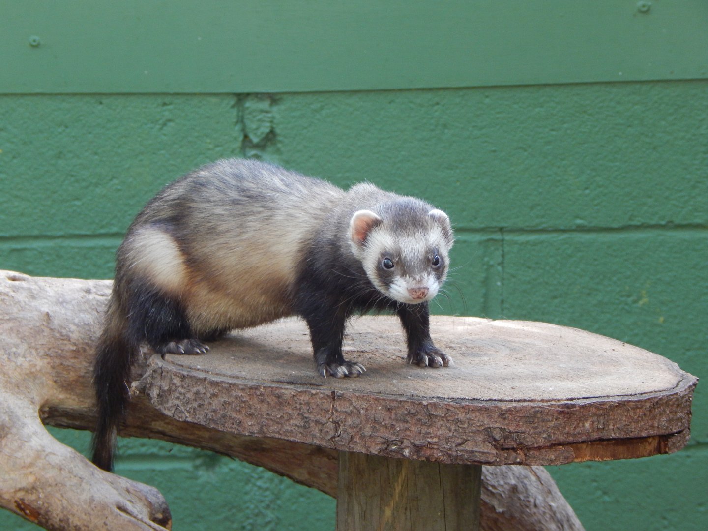 The Glass House - Domestic ferret 130924