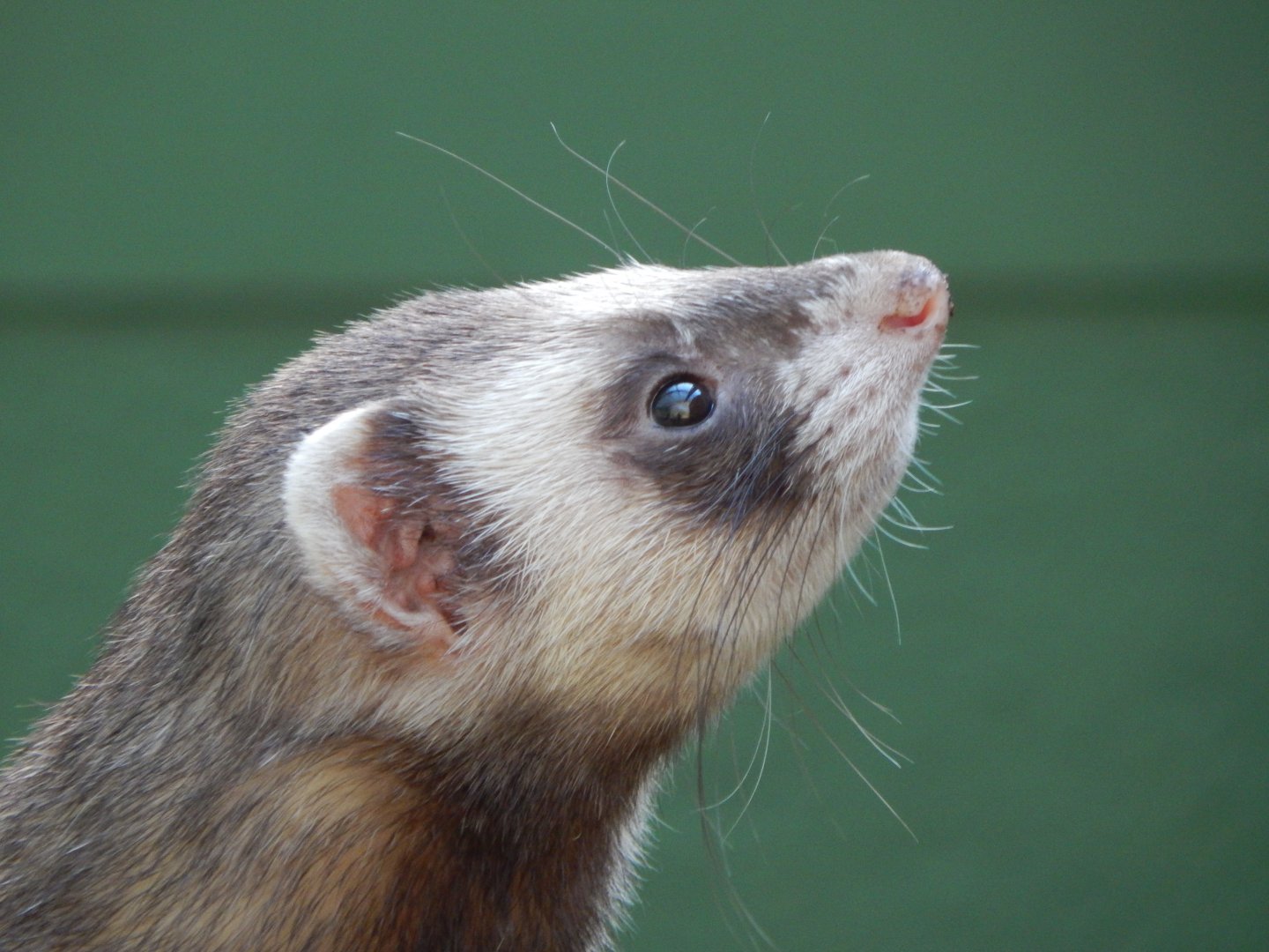 The Glass House - Domestic ferret 130924