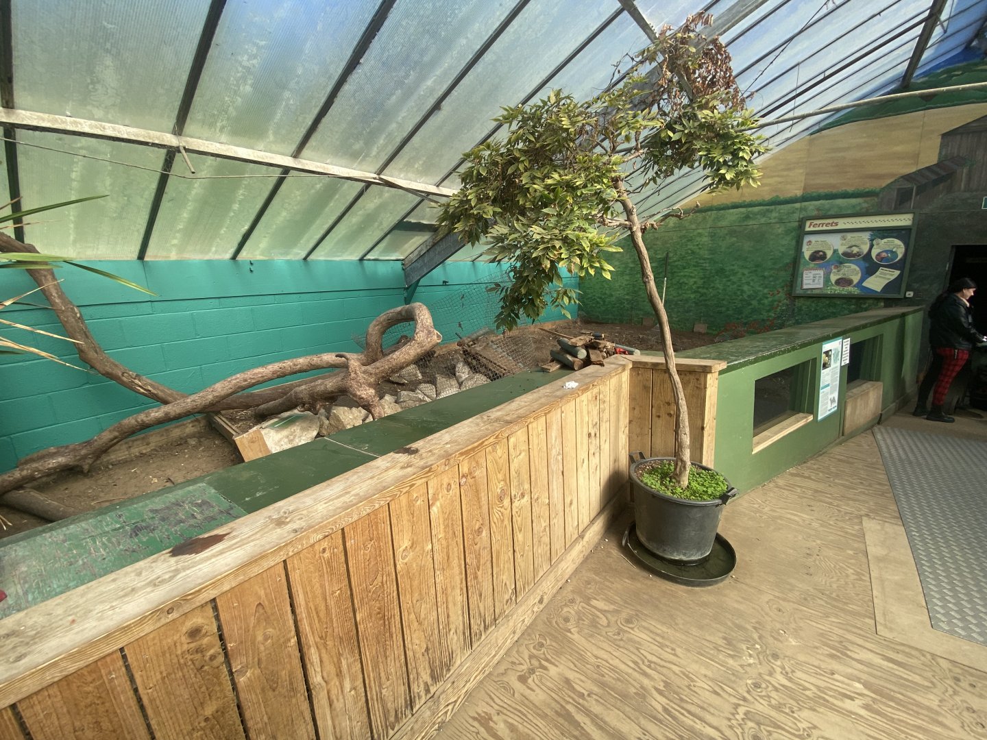 The Glass House - Domestic ferret indoors 130924