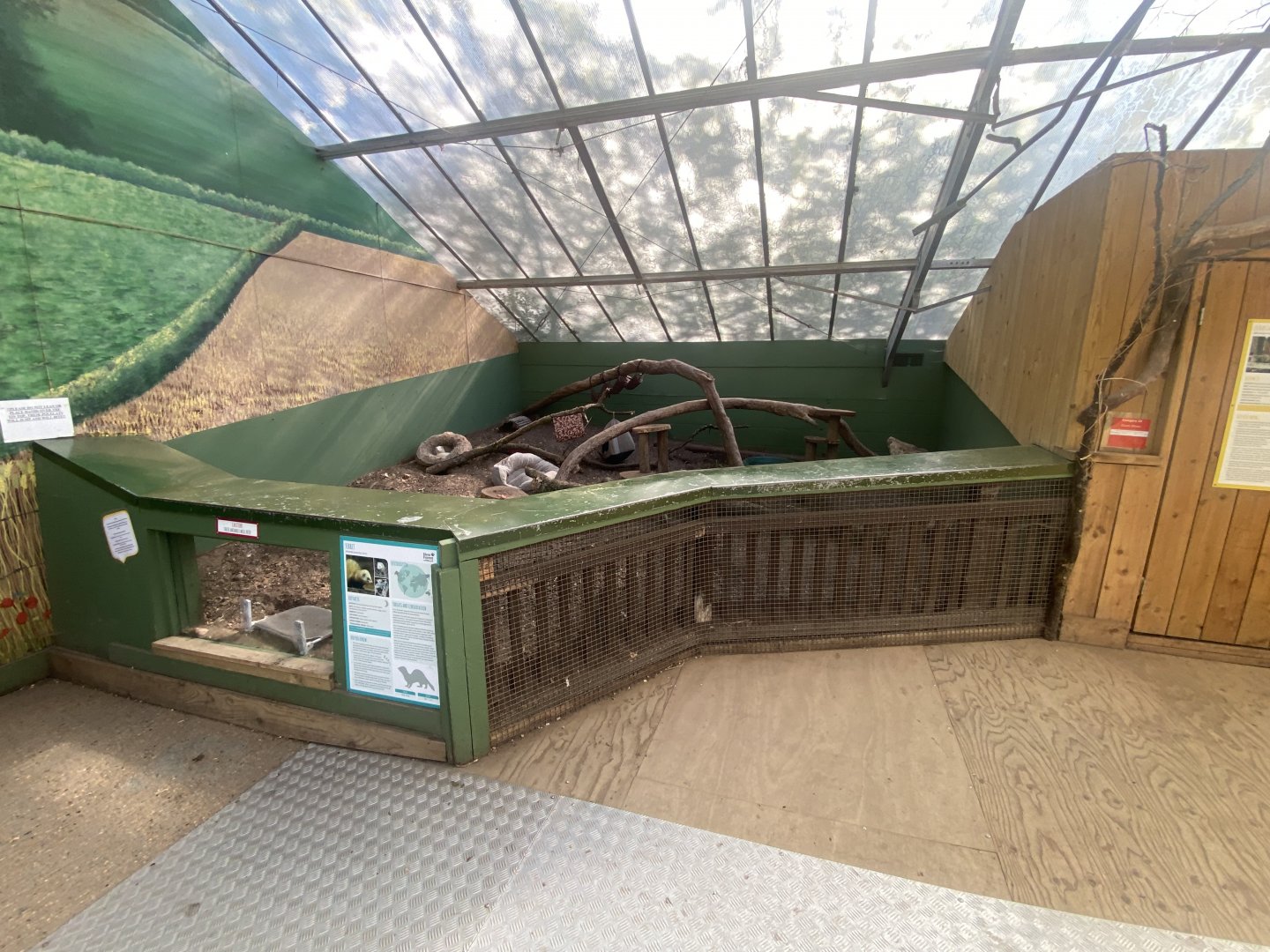 The Glass House - Domestic ferret indoors 130924