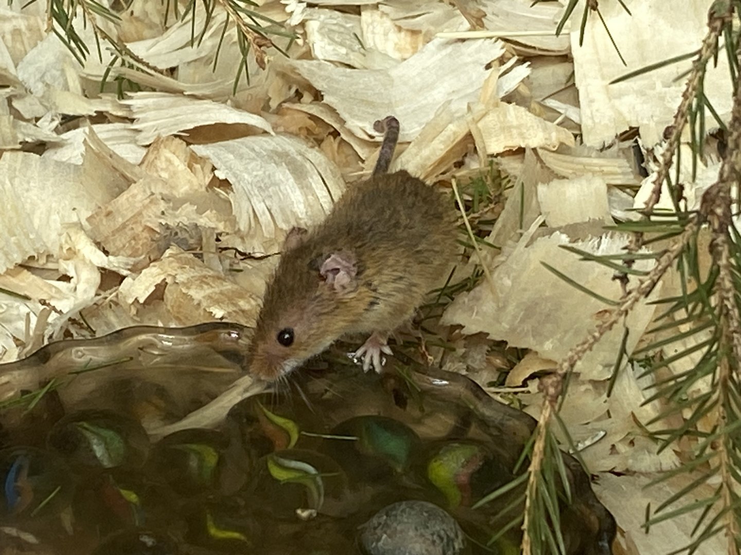The Glass House - Eurasian harvest mouse 130924