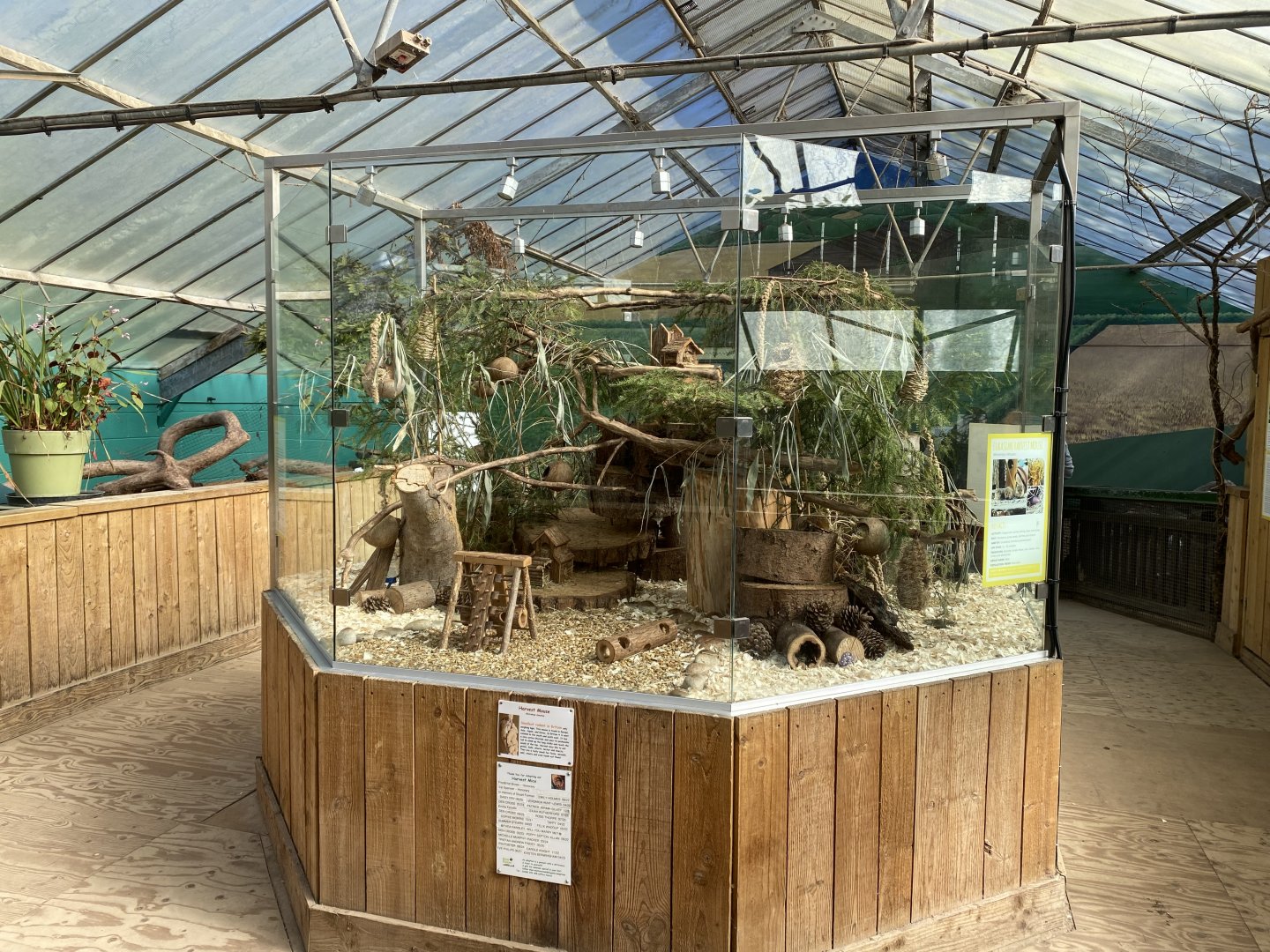 The Glass House - Eurasian harvest mouse exhibit 130924