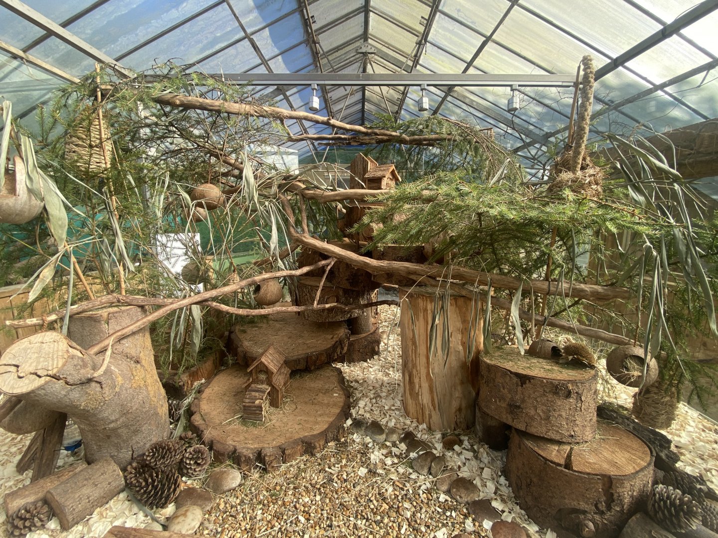 The Glass House - Eurasian harvest mouse exhibit 130924