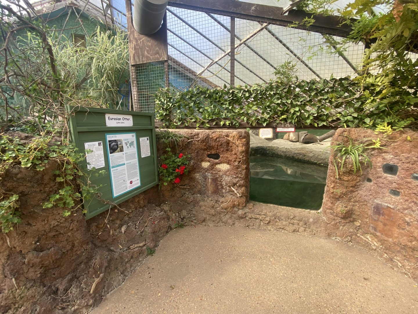 The Glass House - Eurasian otter indoors 130924