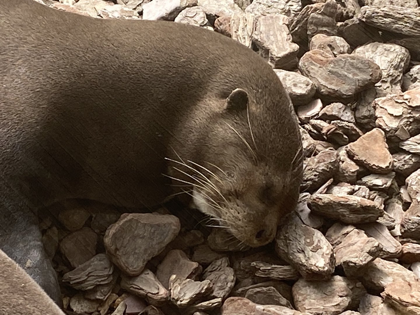 The Glass House - Giant otter 130924