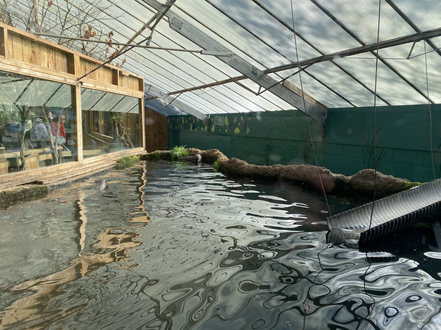 The Glass House - Giant otter indoors 130924