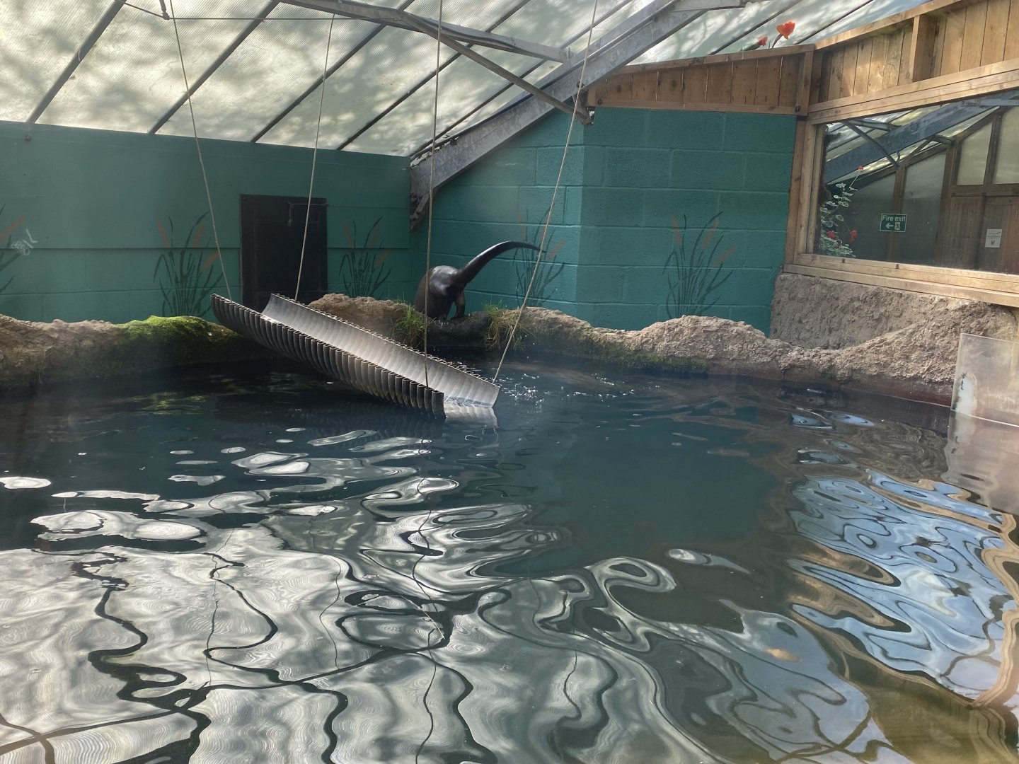 The Glass House - Giant otter indoors 130924