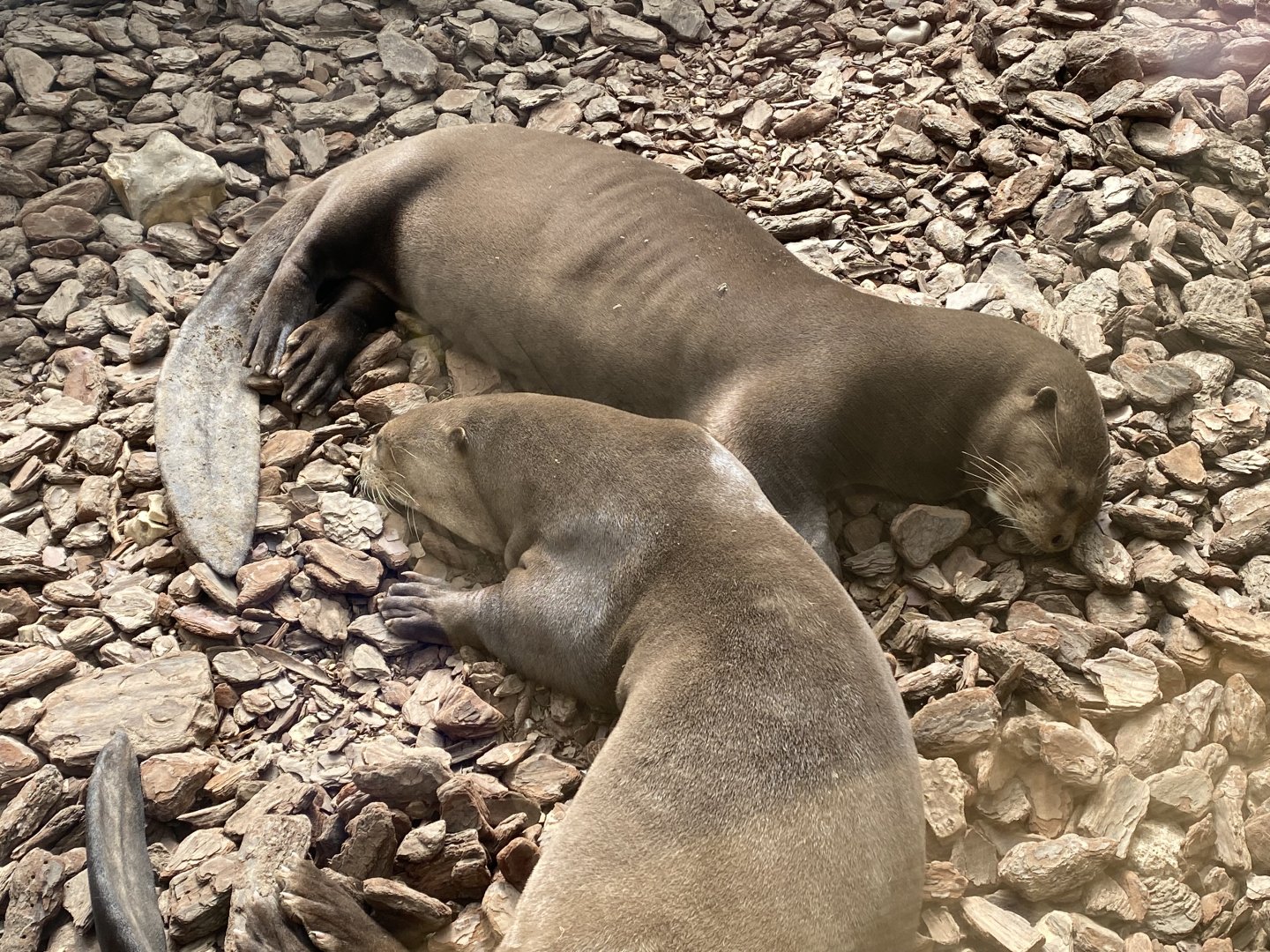The Glass House - Giant otters