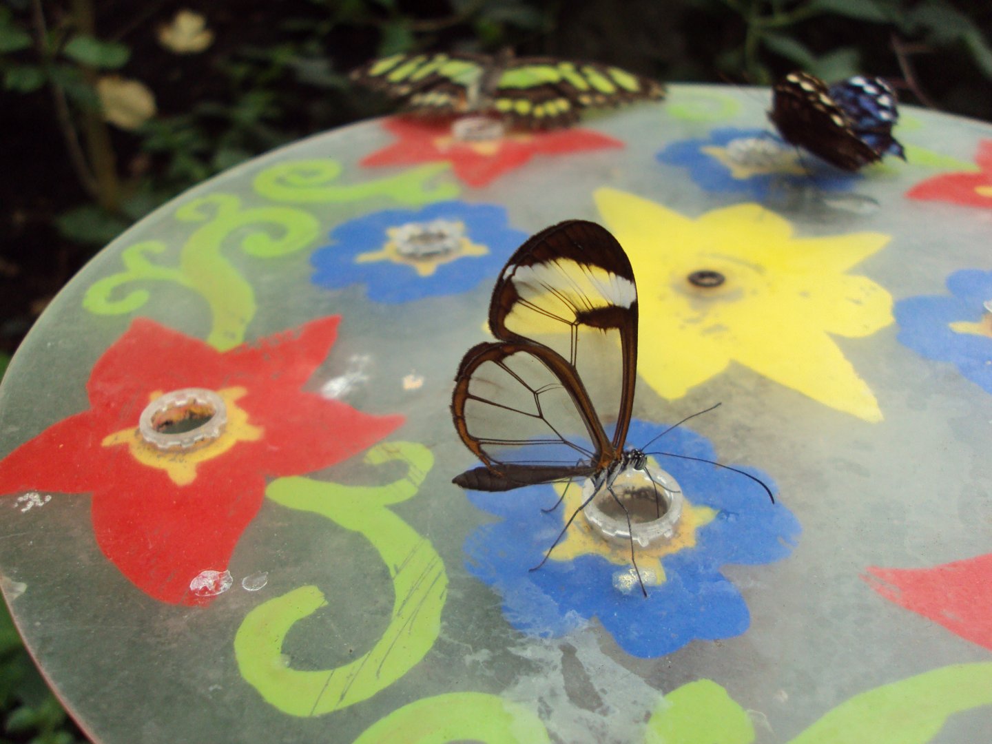 The Glass Wing (Greta oto) 28/05/2019