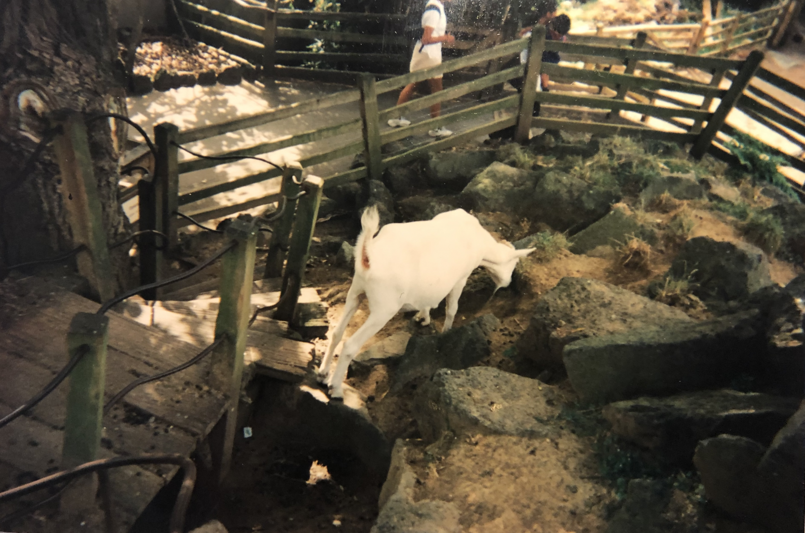 The Goat track Circa 1996