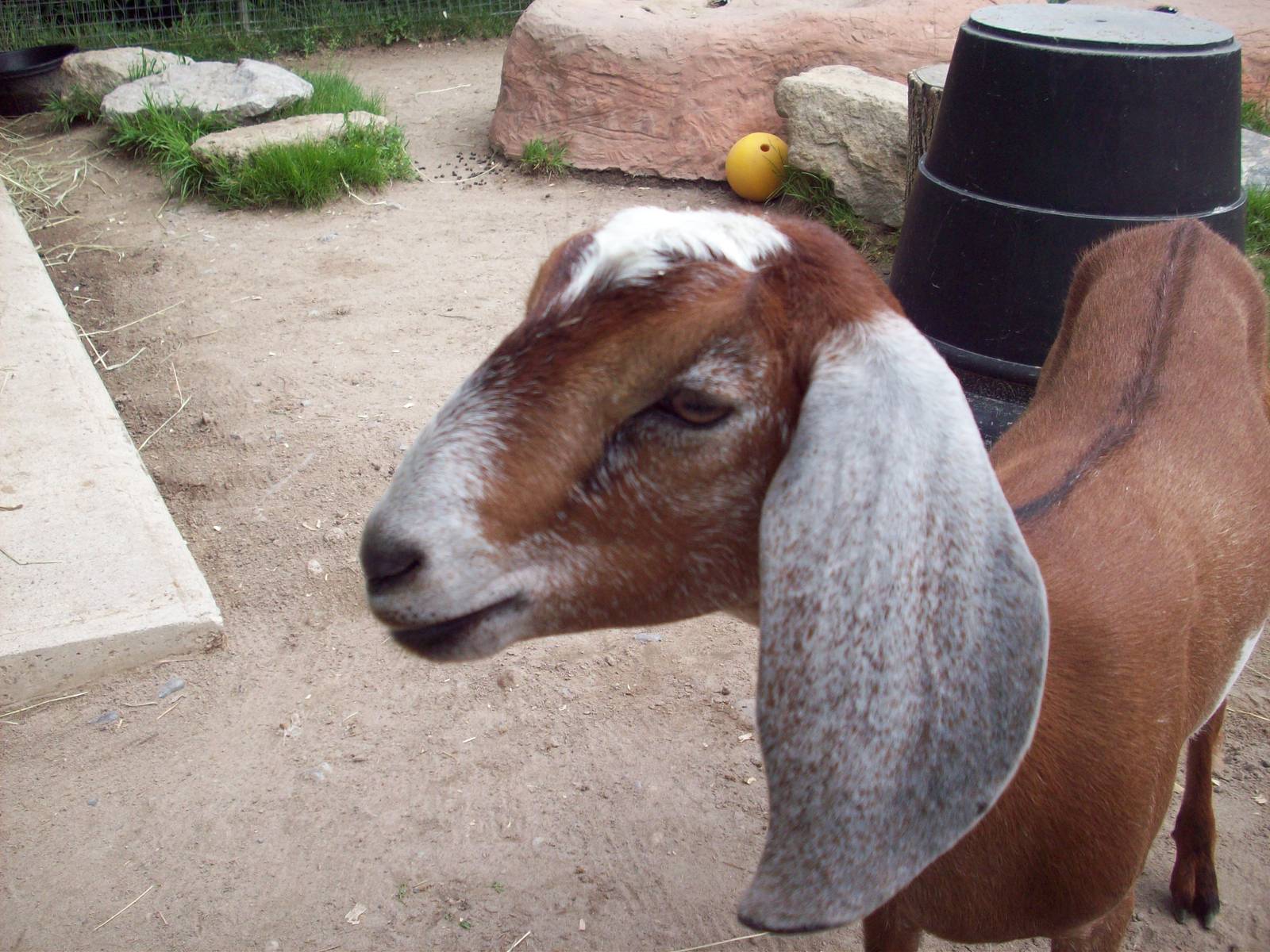 The goat with a strange baahhh