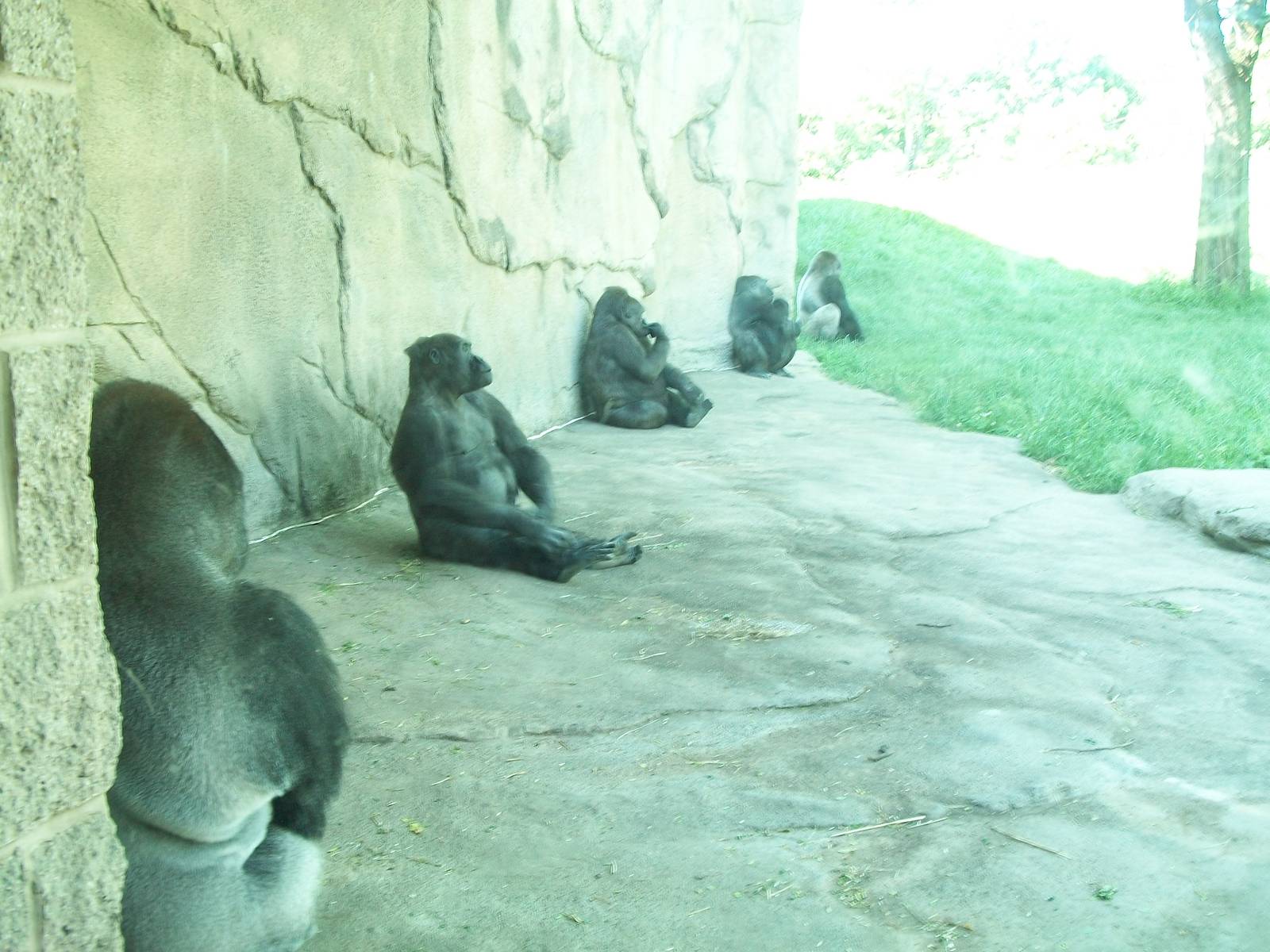 The Gorilla Gang summer 2010