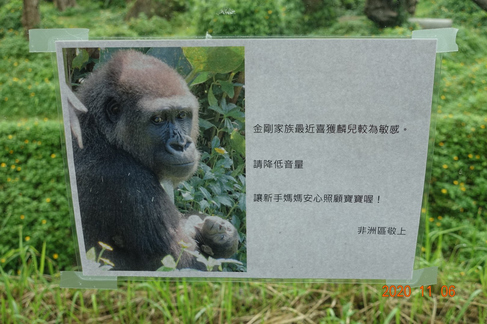 The gorilla got a baby.