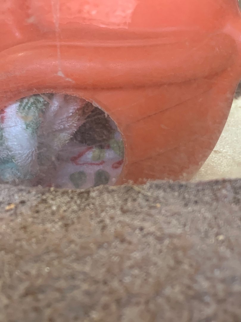 The Grasslands - Black foot of a ferret